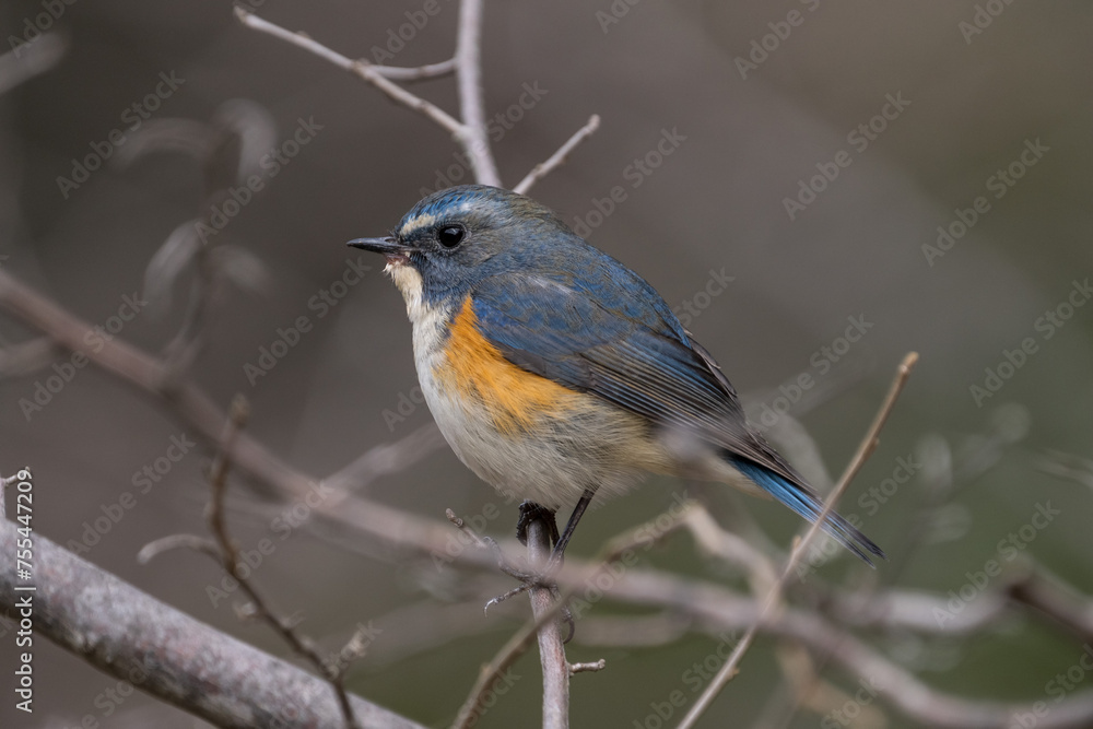 Red-flanked bluetail perching on the tree branch Red-flanked bluetail perching on the tree branch