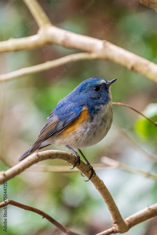Fototapeta premium Red-flanked bluetail perching on the tree branch