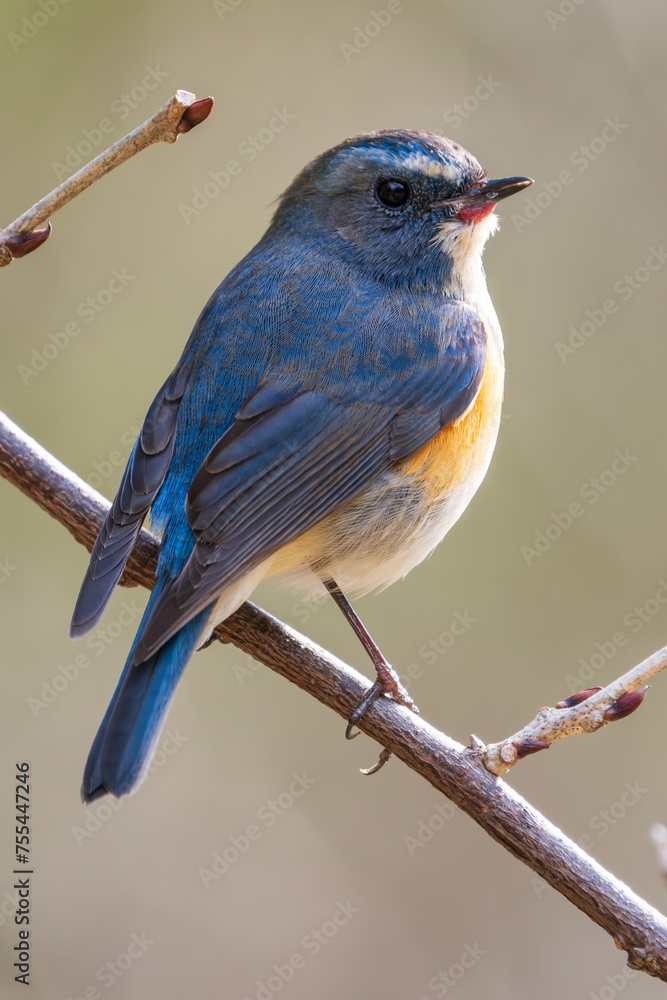 Red-flanked bluetail perching on the tree branch Red-flanked bluetail perching on the tree branch