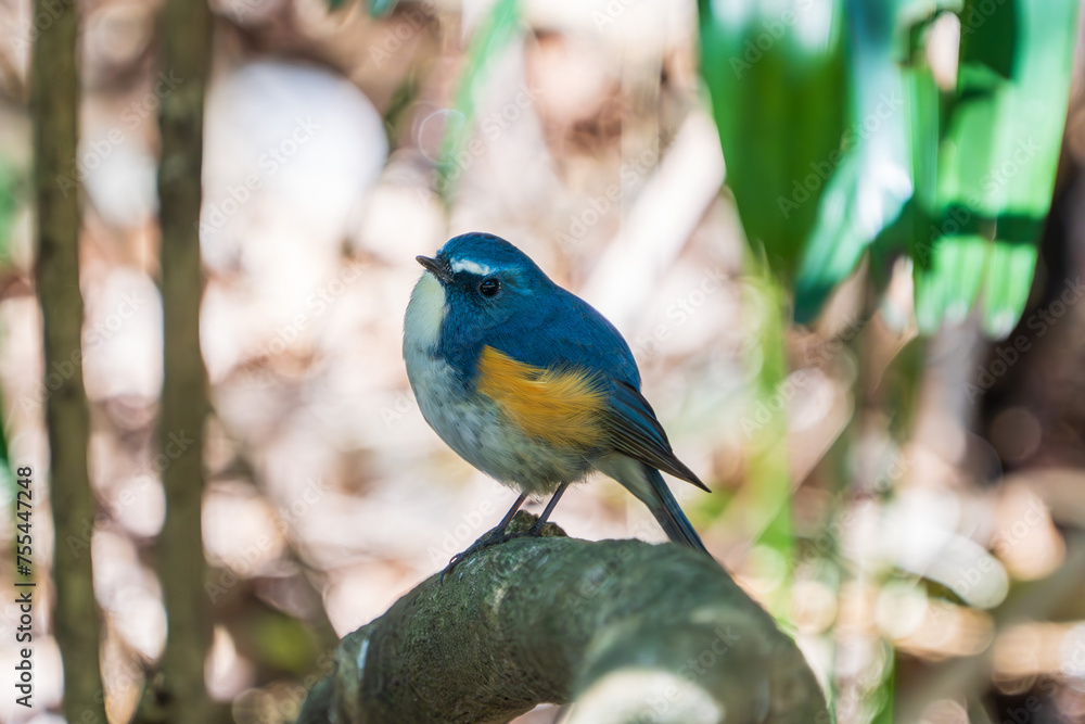 Red-flanked bluetail perching on the tree branch Red-flanked bluetail perching on the tree branch