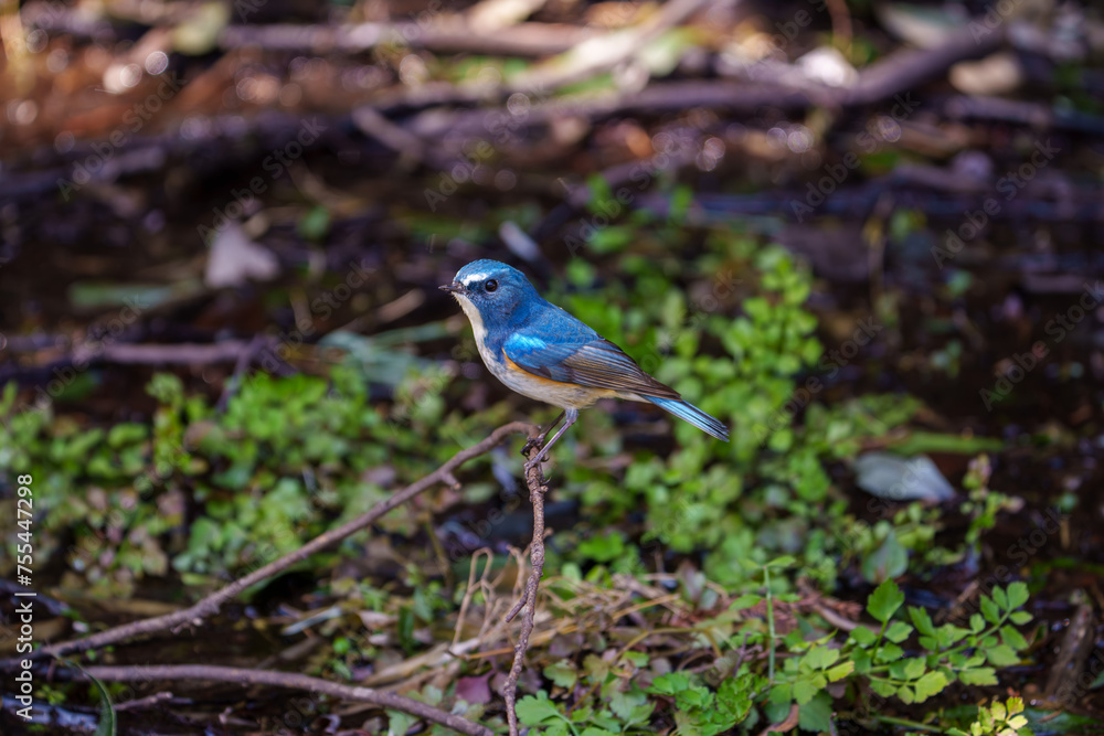 Red-flanked bluetail perching on the tree branch Red-flanked bluetail perching on the tree branch