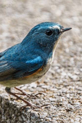 Red-flanked bluetail perching on the tree branch