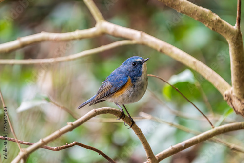 Red-flanked bluetail perching on the tree branch