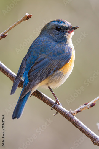 Red-flanked bluetail perching on the tree branch © hit1912