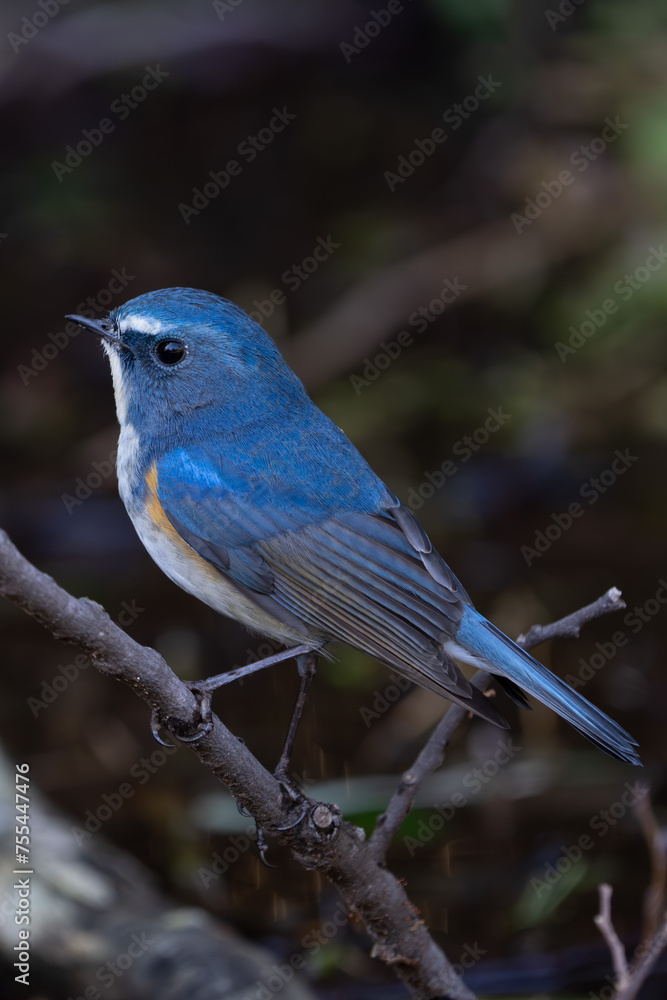 Red-flanked bluetail perching on the tree branch Red-flanked bluetail perching on the tree branch