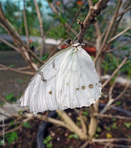 Papillon blanc aux grandes ailes photo