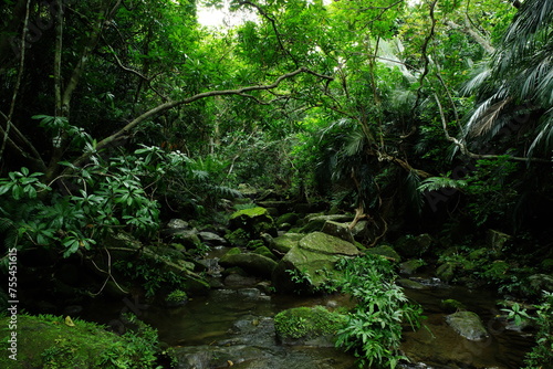 沖縄県西表島 小川が流れる森の中