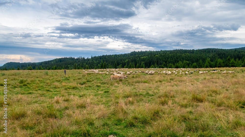 A Herd of Sheep in the Carpathian Mountains in Romania