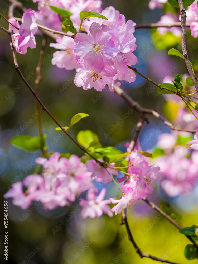 Malus halliana blooms in spring Malus halliana blooms in spring