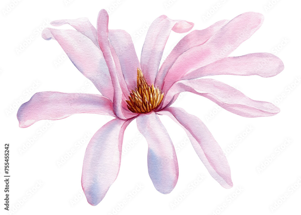 Magnolia flower on isolated background, watercolor botanical illustration, hand drawing. pink Floral Clipart for design Magnolia flower on isolated background, watercolor botanical illustration, hand drawing. pink Floral Clipart for design