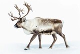 male reindeer is standing alone on a white background from stock photo
