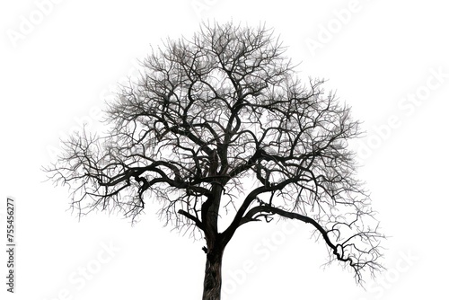 silhouette of a tree with leaves that are not growing