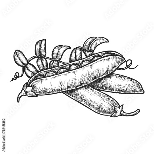 Sketch of pea pod or vector peas seed. Illustration of bean plant with grain. Ingredient for pease soup or vegetarian meal. Vegetable food for organic and natural nutrition market. Eating and biology