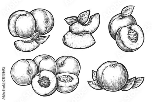 Set of peach and apricot sketches. Vector stone fruit illustration for farm market or culinary menu. Sliced grocery for vegetarian or vegan nutrition. Dessert food. Agriculture and harvest, botany