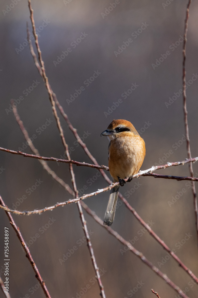 Male Bull-headed shrike perching on the tree branch.