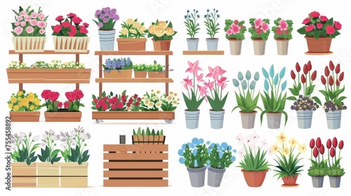 Isolated flower shop design set on white background showing wooden shelves and crates  vases filled with lilies  pot plants with bushes  and bundles of color roses.