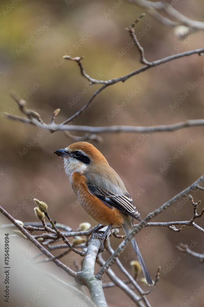Male Bull-headed shrike perching on the tree branch. Male Bull-headed shrike perching on the tree branch.