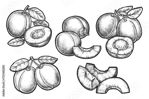 Set of plum sketches. Vector isolated fruit sliced. Drawing of juicy plant berry for food market sign. Vegetarian or vegan nutrition ingredient.Juice and eating illustration for recipe or cooking book