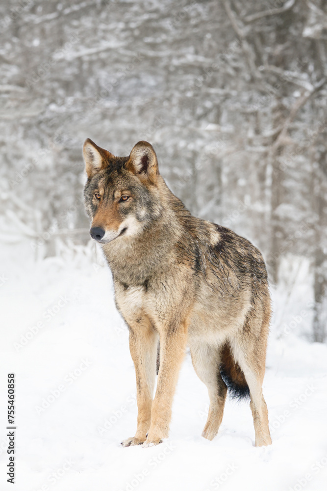 gray wolf standing on the snow in the forest gray wolf standing on the snow in the forest