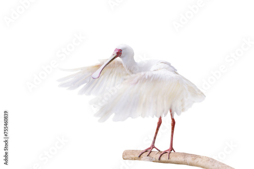common spoonbill isolated on white background