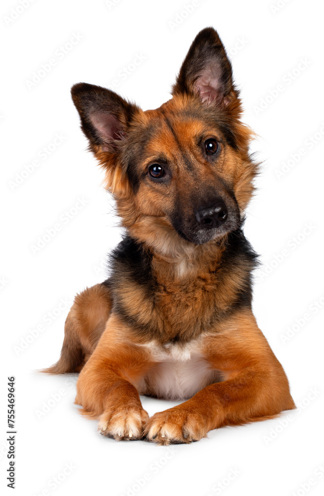 German Shepherd looking street dog, laying down facing front with cute head tilt, looking straight to camera, isolated on a white background
