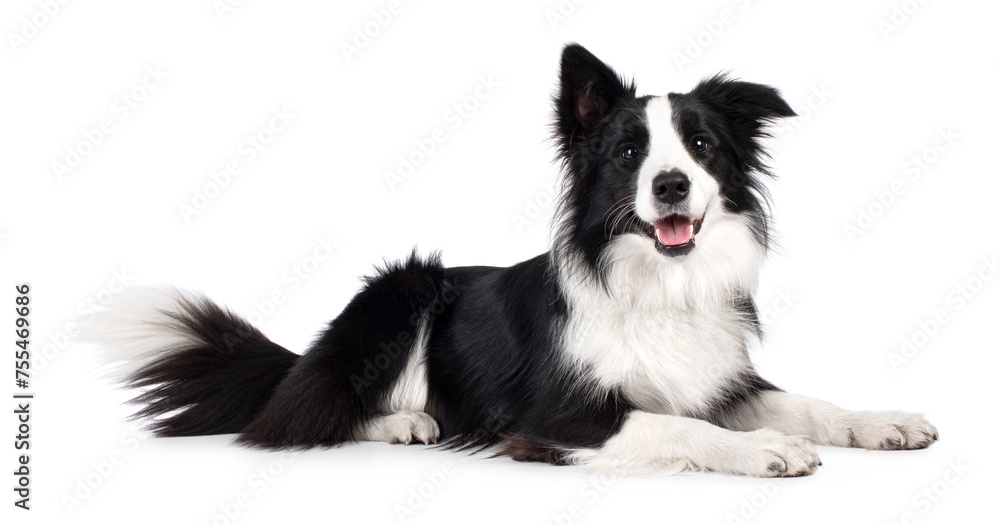 Beautiful black and white Border Collie, laying down side ways, mouth slightly open, looking towards camera, isolated on a white background