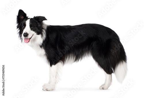 Beautiful black and white Border Collie, standing up side ways, mouth slightly open with tongue out, looking towards camera, isolated on a white background