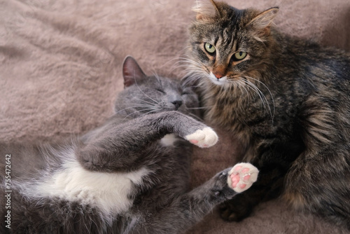 Adorable video with tender moments of interaction between two gray striped cats. 2 feline groom each other\'s paws, faces, and cuddle. Warmth and coziness of family bonds. Friendship our beloved pets