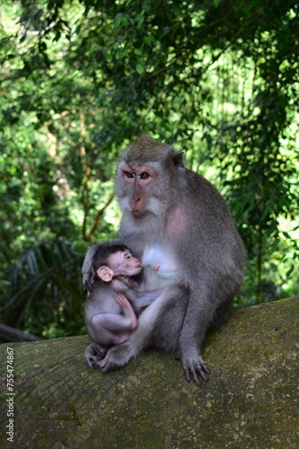 Monkey Forest Bali Indonesia

