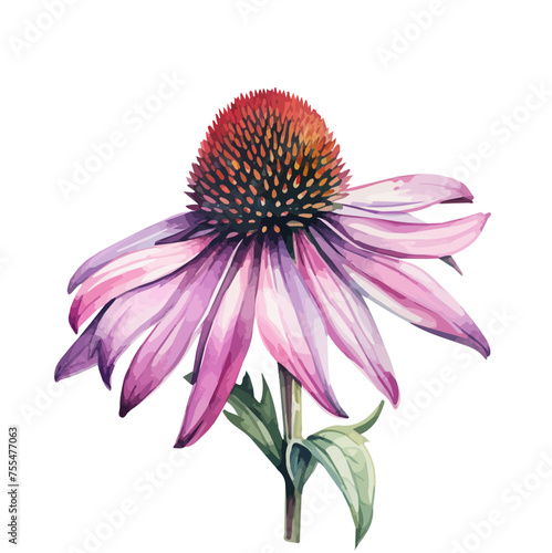 watercolor Painting of a purple coneflower echinacea botanical, isolated on a white background, Drawing clipart, Illustration & Vector, Graphic Painting. photo