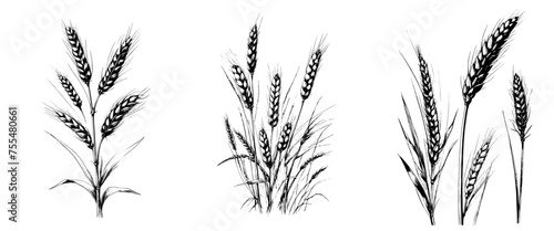 Three different types of grass are shown in black and white. The first type of grass is tall and thin  while the second type is shorter and thicker. The third type of grass is a mix of both