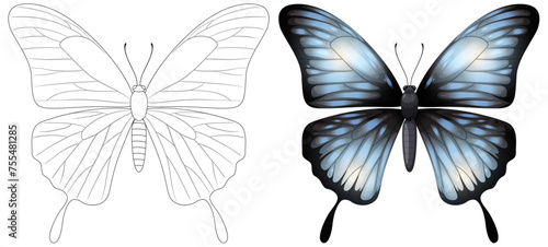 Vector illustration of a butterfly, from outline to colored