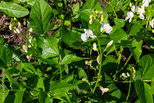 фотографія Beautiful flowers of Runner Bean Plant Phaseolus coccineus growing in the garden