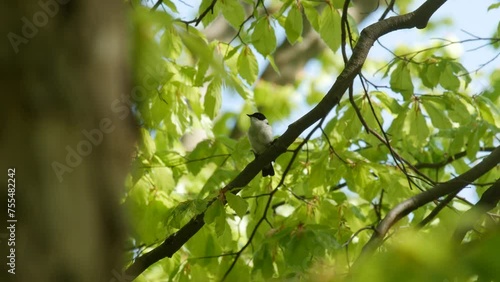 bird on a branch, singing male collared flycatcher, a singing forest bird
