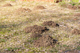 Mole holes in a plot on the courtyard of a country house in early spring. Rodents, lawn pests, spring struggle for the lawn.