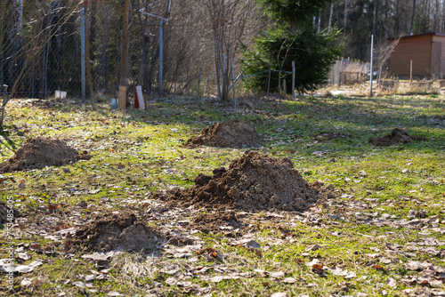 Mole holes in the garden on the courtyard of a country house. Mole rats are the major agricultural underground pest.
