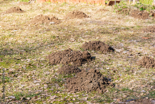 Mole holes in a plot on the courtyard of a country house in early spring. Rodents, lawn pests, spring struggle for the lawn.