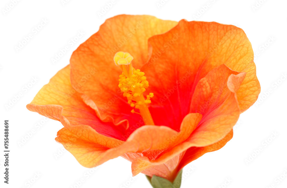 Unusual orange and red Hibiscus rosa-sinensis aka Chinese hibiscus isolated on white background Unusual orange and red Hibiscus rosa-sinensis aka Chinese hibiscus isolated on white background