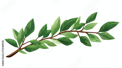 A branch of Laurel Hand drawn