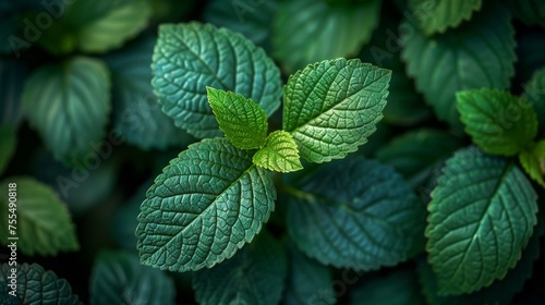 An image of macro leaves as a background texture.