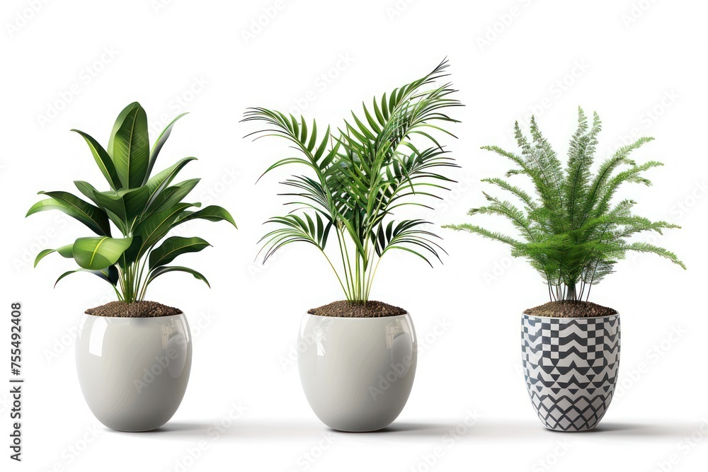 Three potted plants are lined up in a row, with one in the middle and two on either side. The plants are all green and healthy.