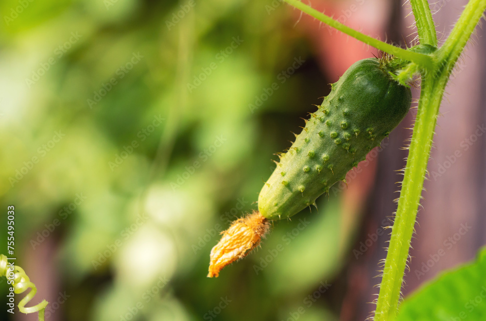 A small green cucumber grows on a branch in a vegetable garden in a greenhouse in summer A small green cucumber grows on a branch in a vegetable garden in a greenhouse in summer