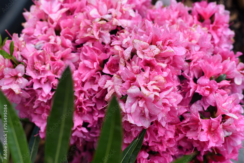 Spring. Bright pink flowers in the garden Spring. Bright pink flowers in the garden