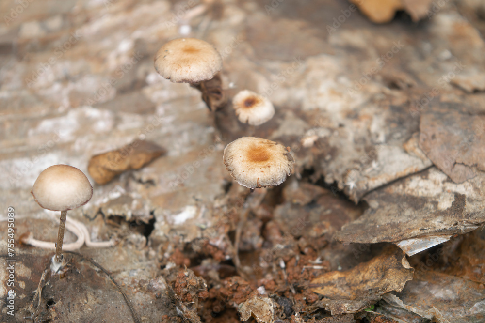 family of mushroom in the nature