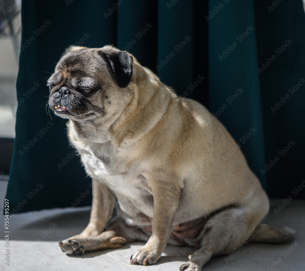 Senior pug resting at home 9