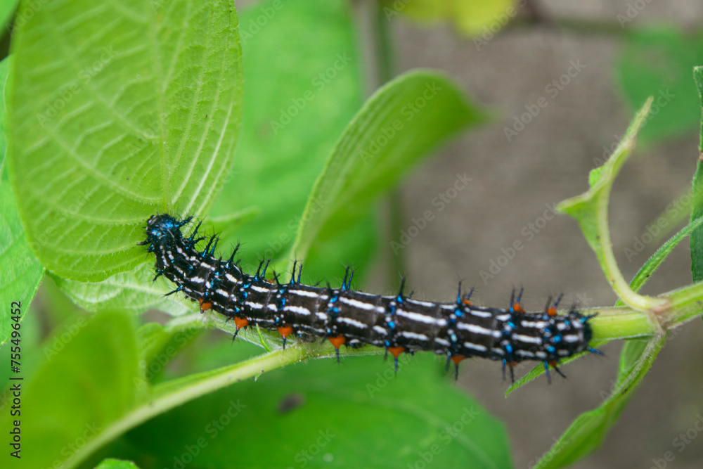 caterpillar walking on green leaf branch
caterpillar walking on green leaf branch