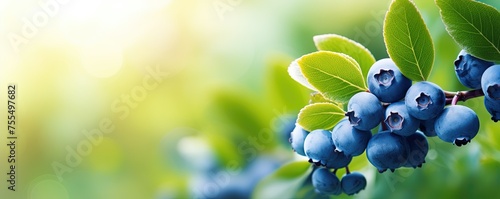 Blueberry bush close up, berries on garden background with copy space