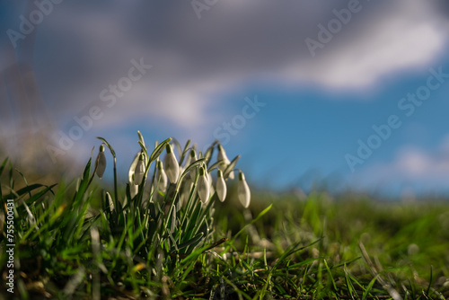 Galanthus plicatus flower in full bloom. The pure white plant that heralds the arrival of spring photo