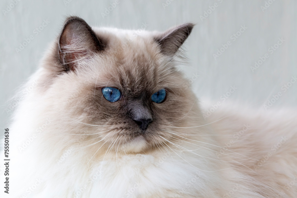 Fototapeta premium Cute pet ragdoll cat. Pet animal.