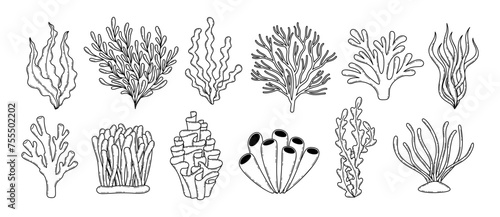 Vector seaweed set in outline style isolated on white background